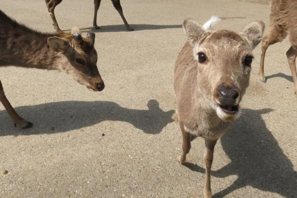 [日本] Oh deer!